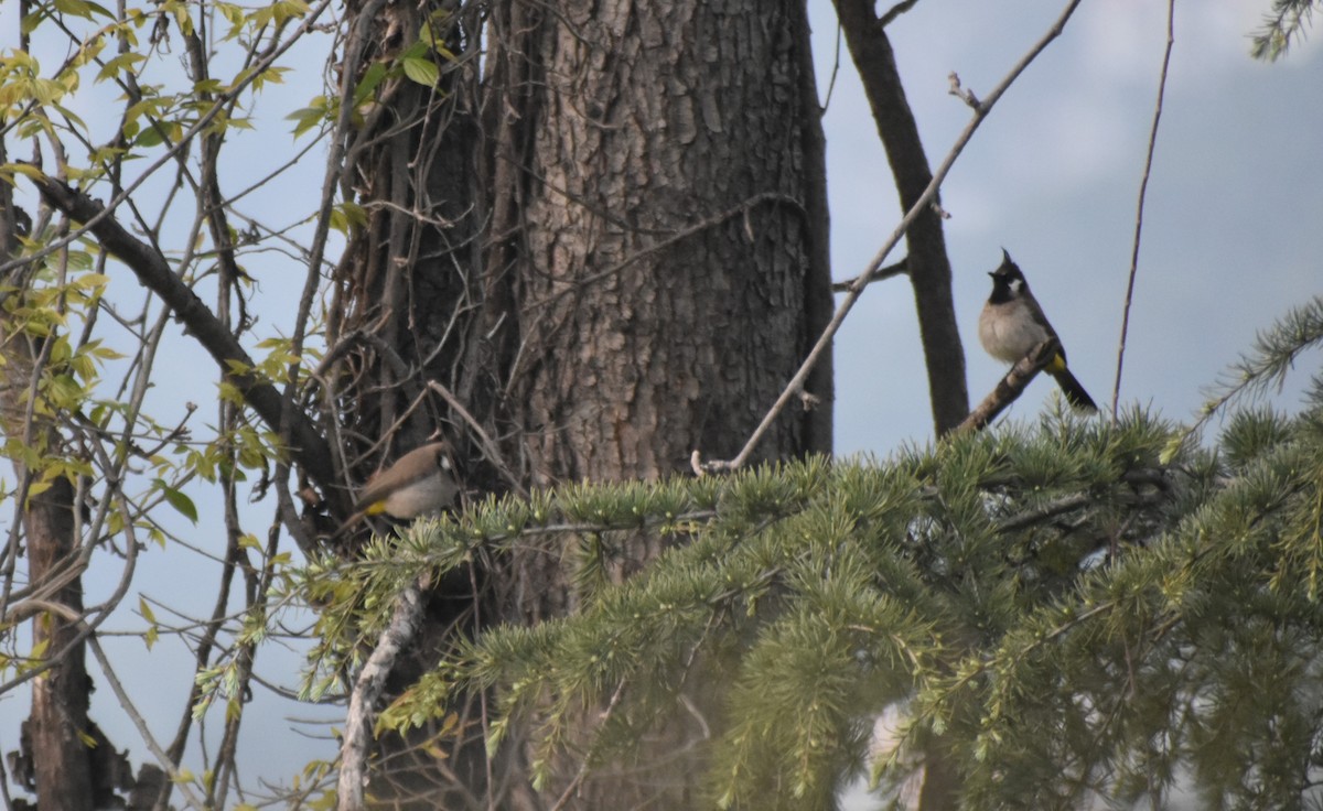 Himalayan Bulbul - ML552465351