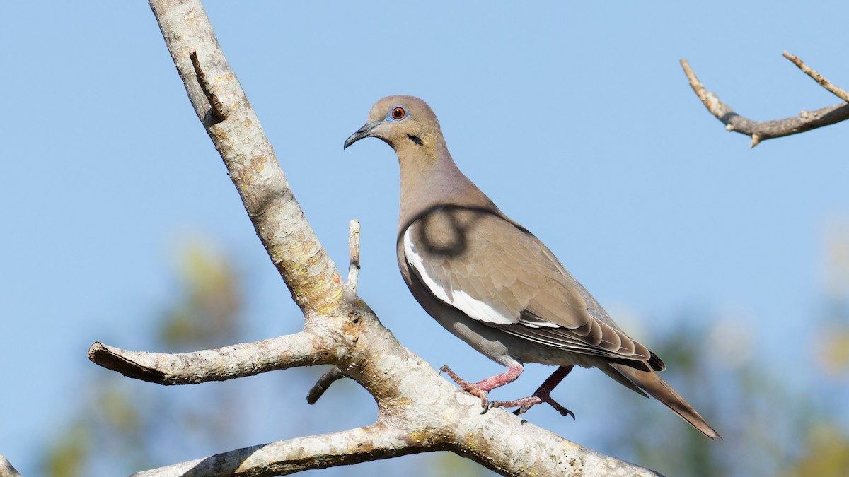 White-winged Dove - Bob Scheidt