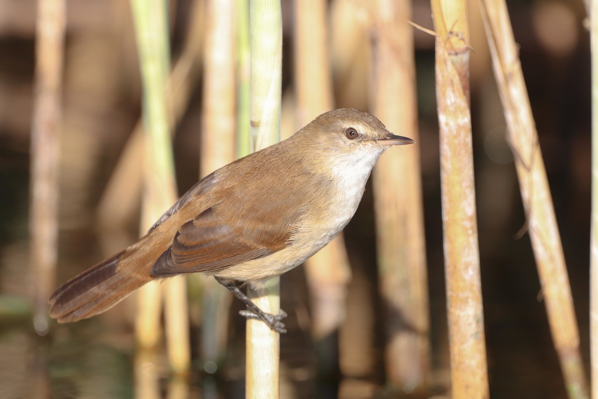 Lesser Swamp Warbler - Herman Viviers