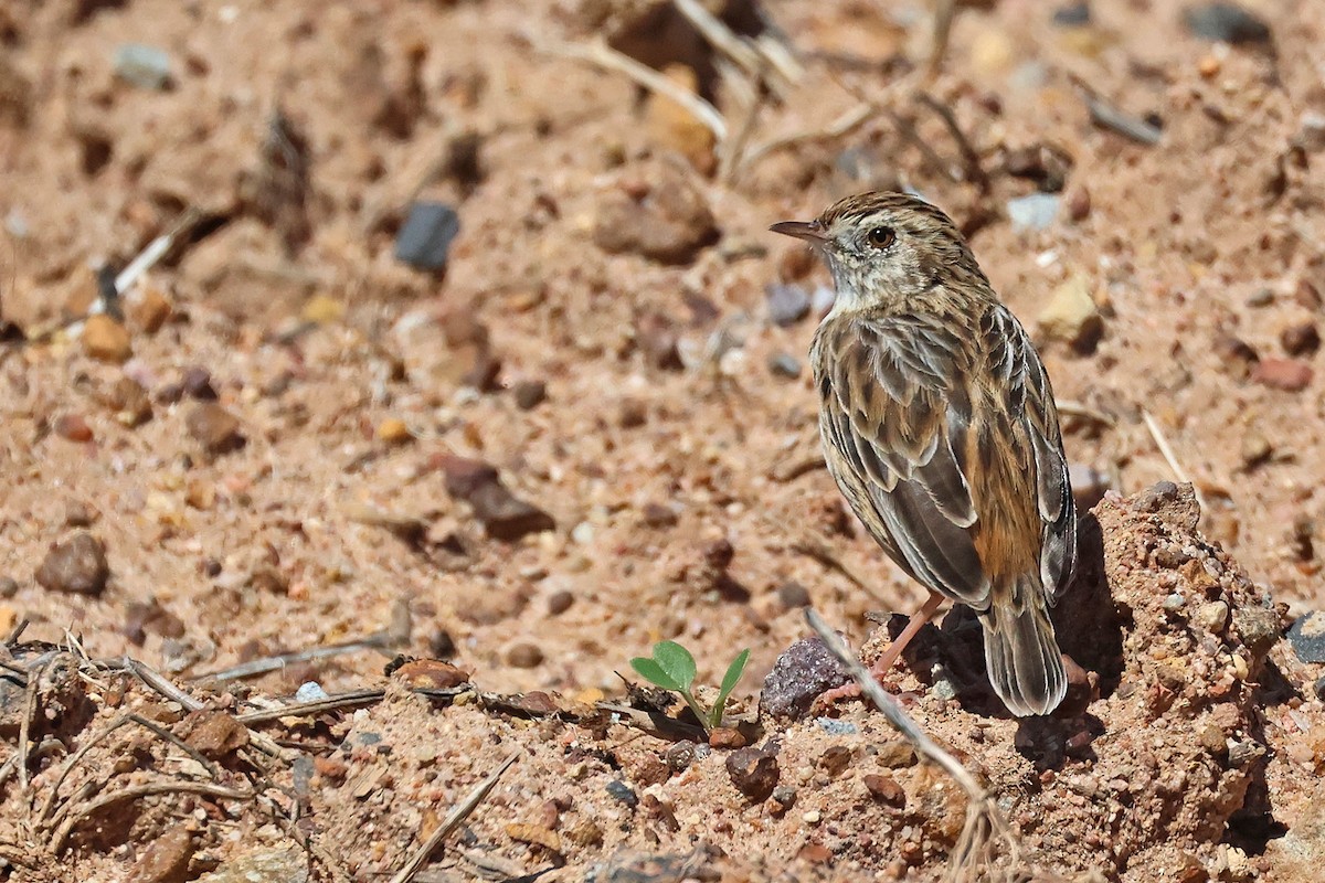 Cloud Cisticola (Cape) - Trevor Hardaker