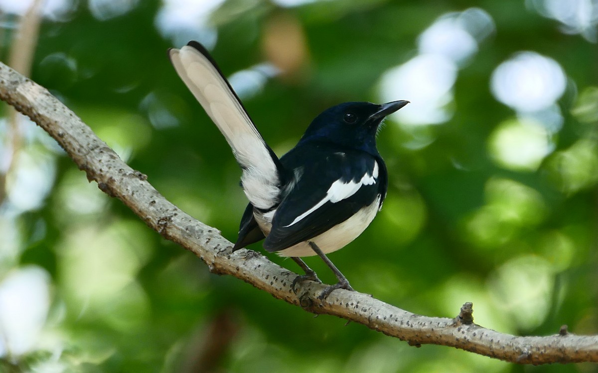 Oriental Magpie-Robin - Sandeep Biswas