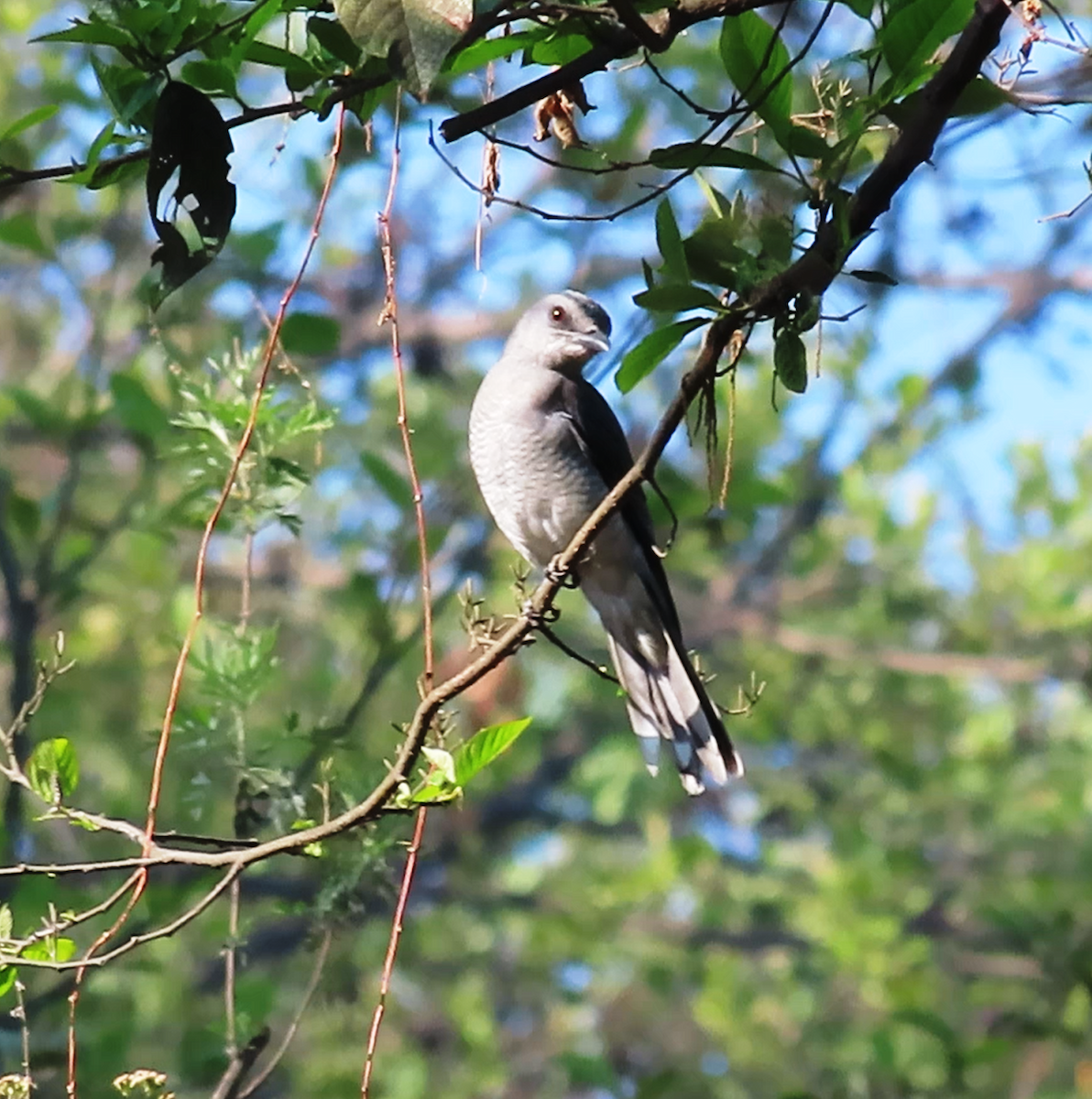 Large Cuckooshrike (Large) - ML552469511