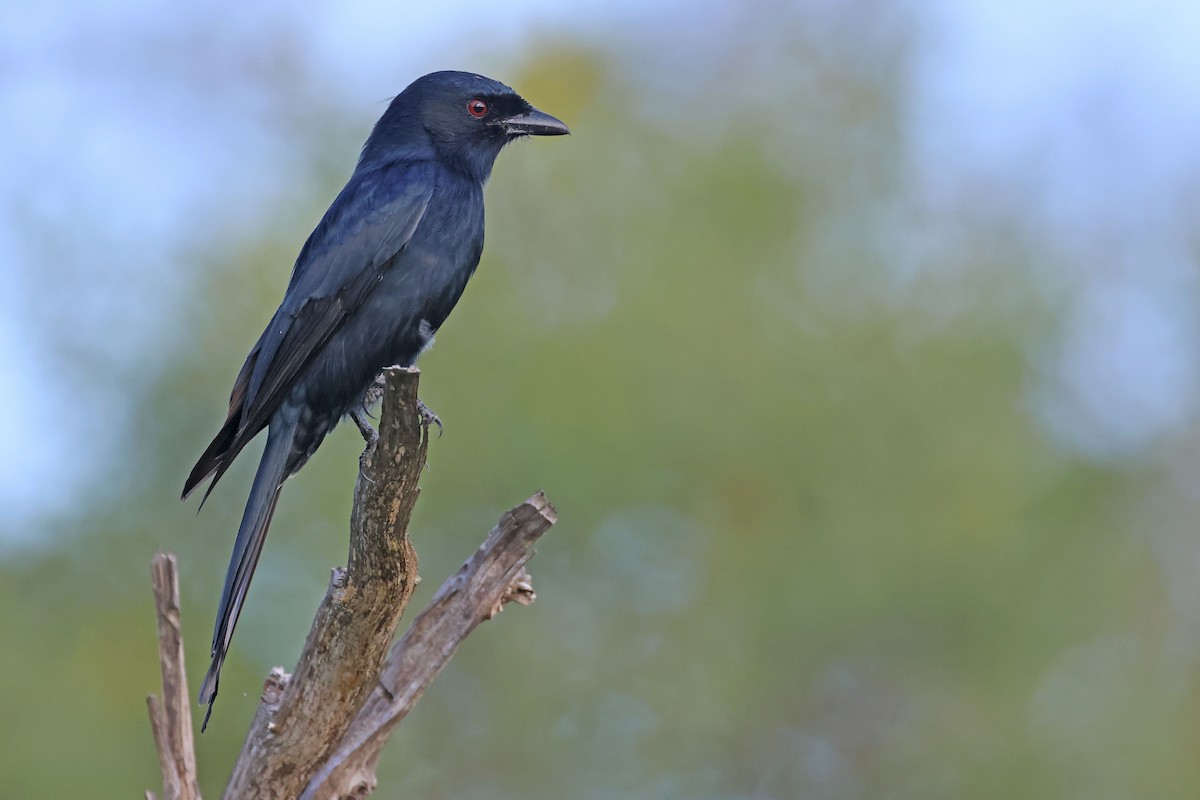 Çatal Kuyruklu Drongo (apivorus) - ML552469771