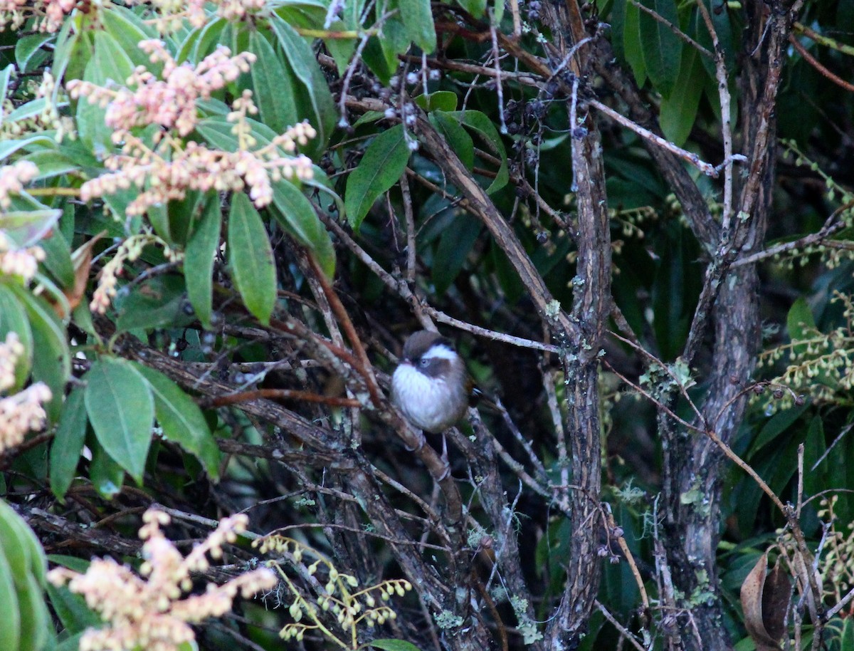 White-browed Fulvetta - ML552472421