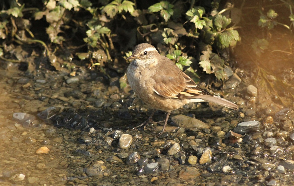 Buff-winged Cinclodes - ML552472511