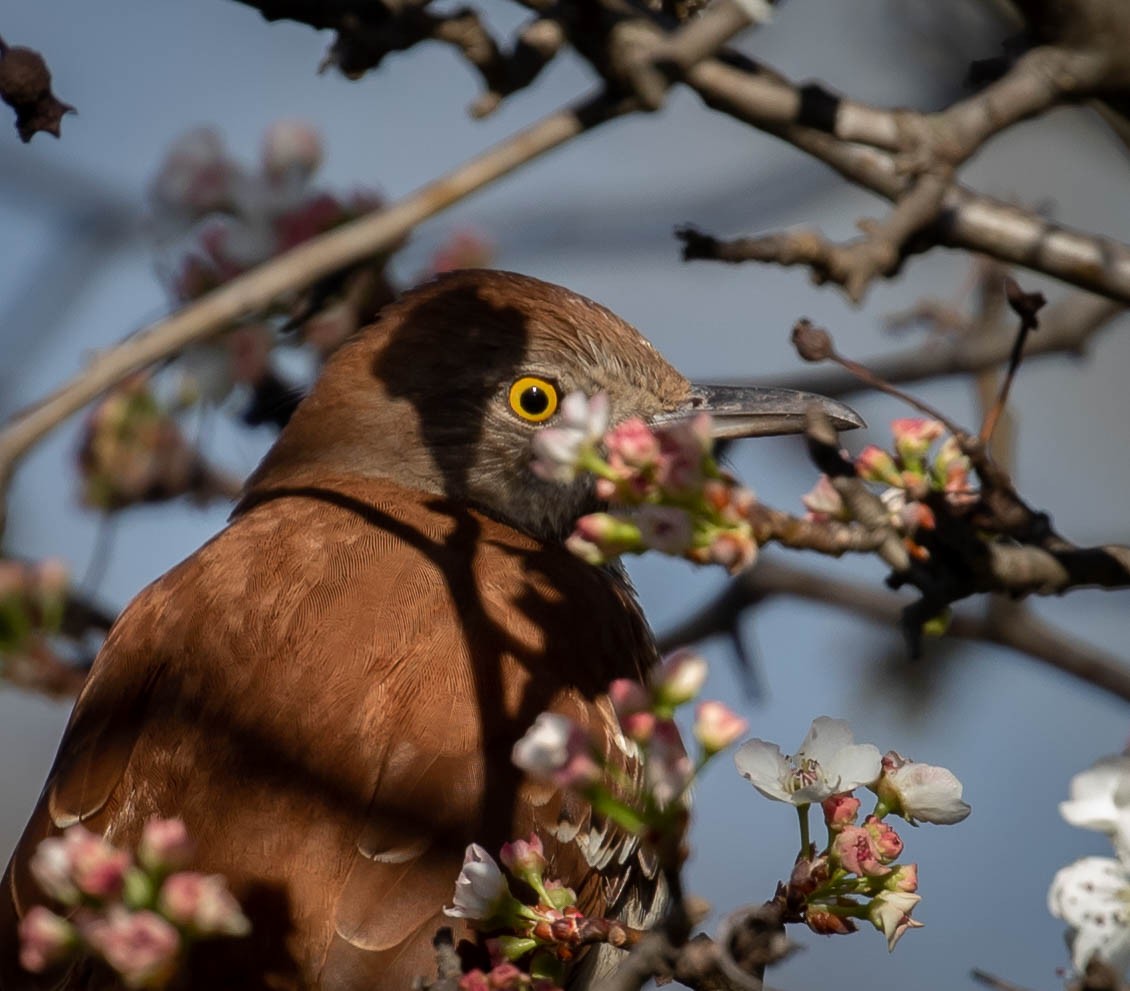 Brown Thrasher - ML552474921