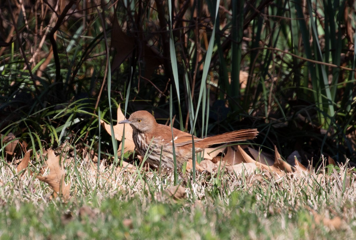 Brown Thrasher - ML552474931