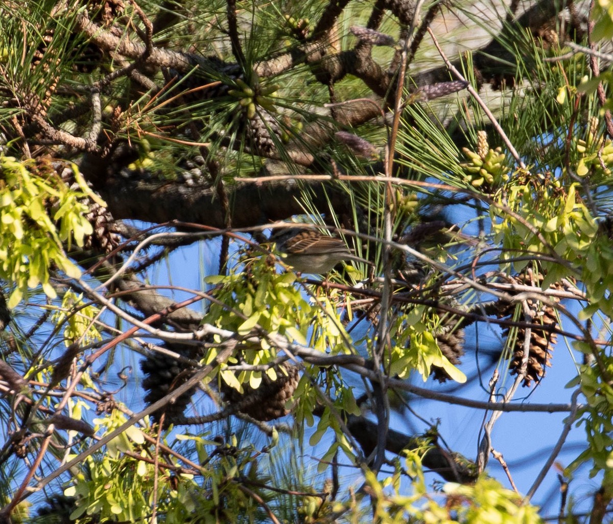 Chipping Sparrow - ML552475041