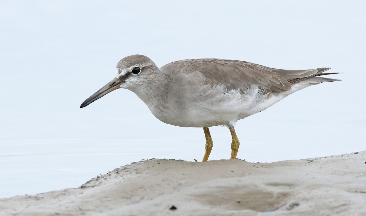 Gray-tailed Tattler - ML552475121