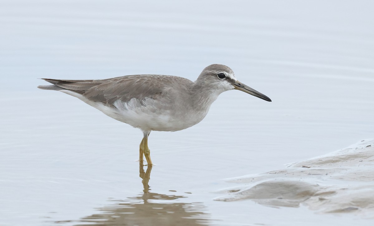 Gray-tailed Tattler - ML552475151