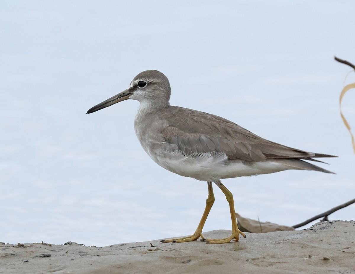 Gray-tailed Tattler - ML552475201