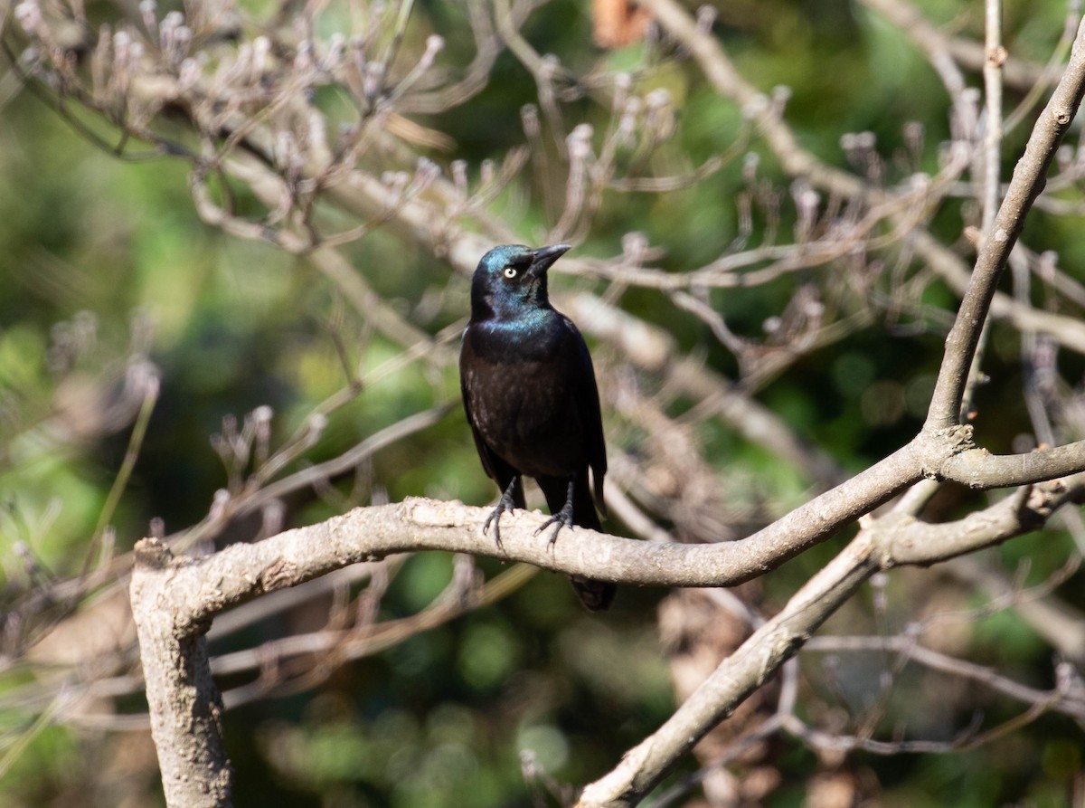 Common Grackle - ML552475221