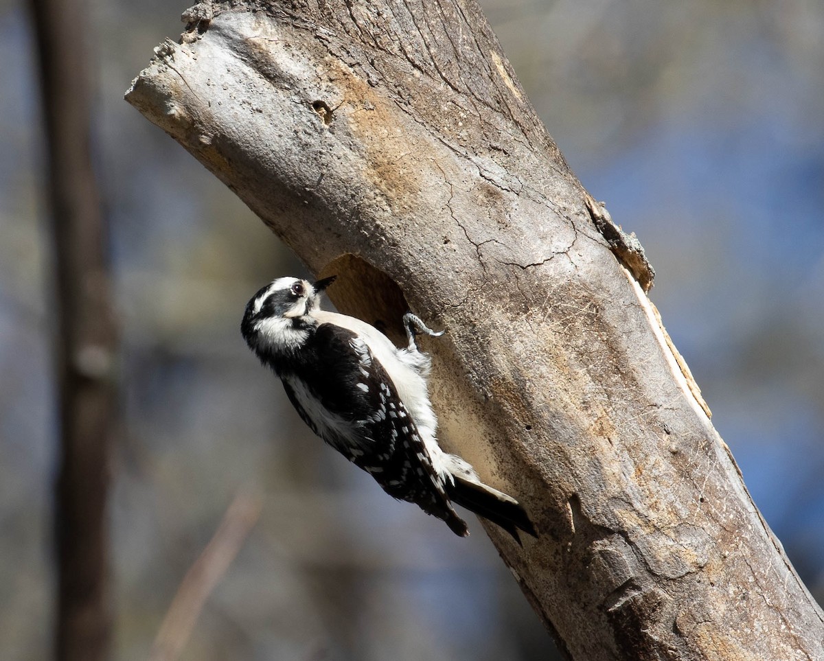 Downy Woodpecker - ML552475301