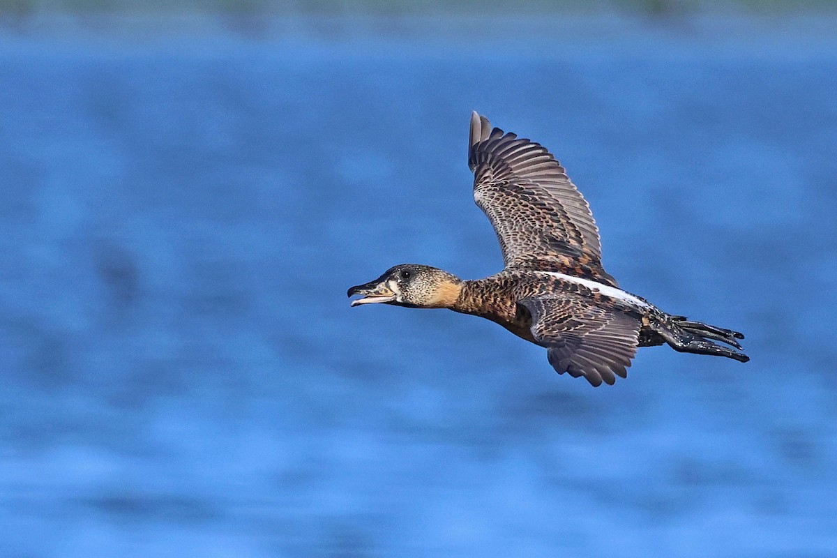 White-backed Duck - ML552476551