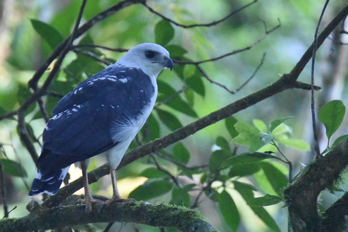 White-necked Hawk - ML552476941