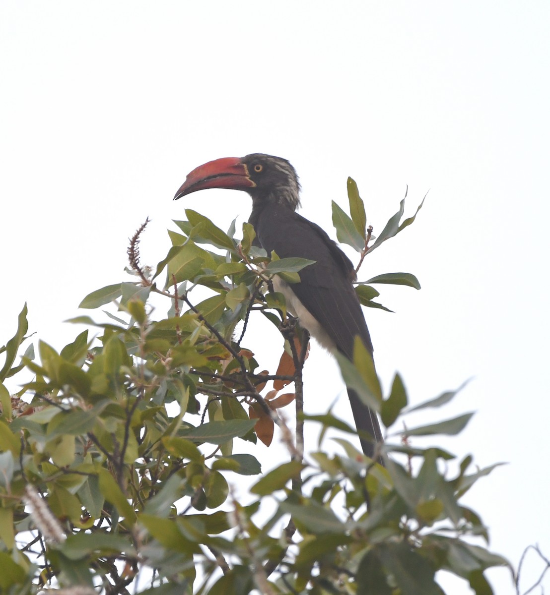 Crowned Hornbill - ML552477591