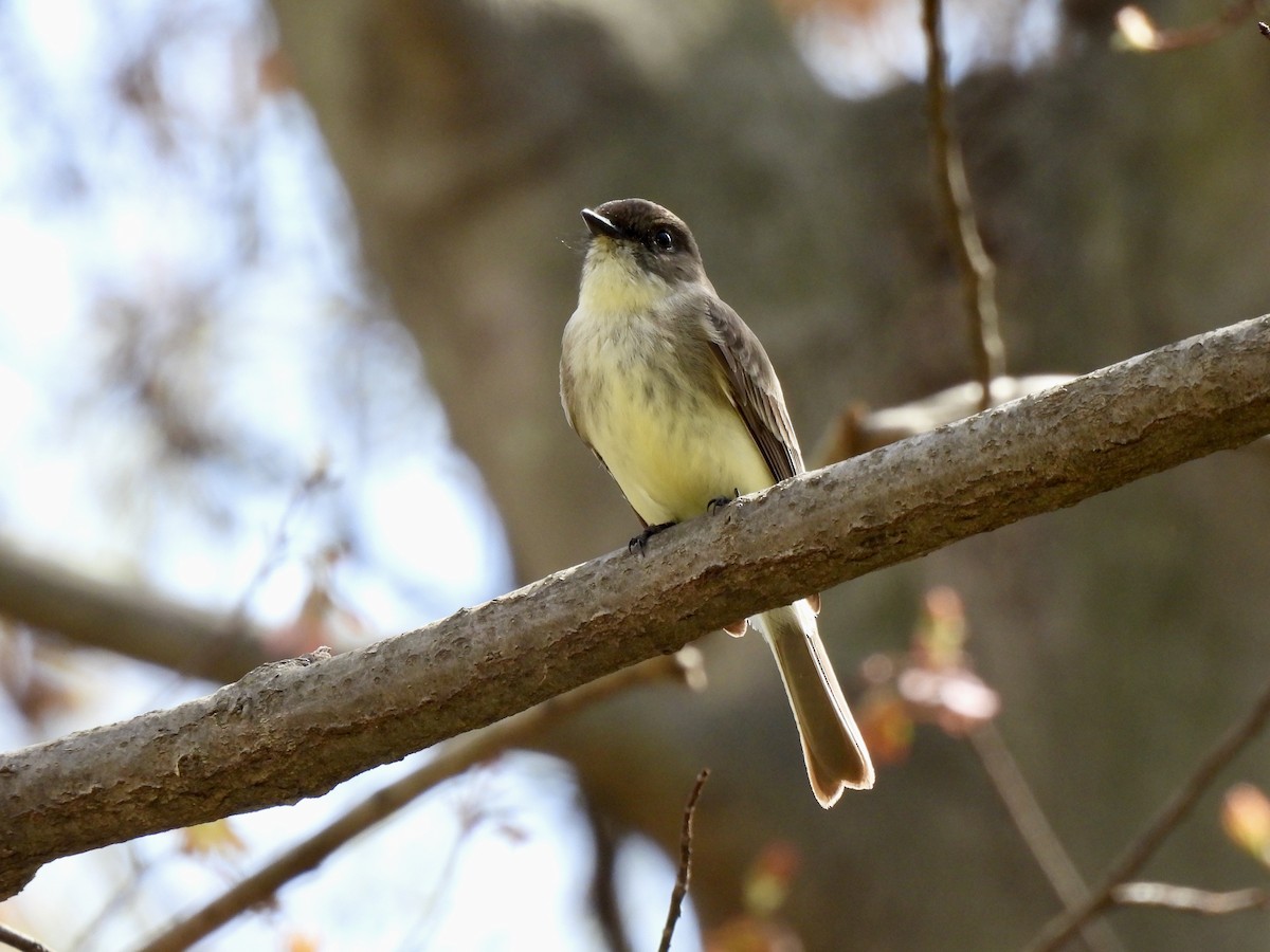 Eastern Phoebe - ML552478261