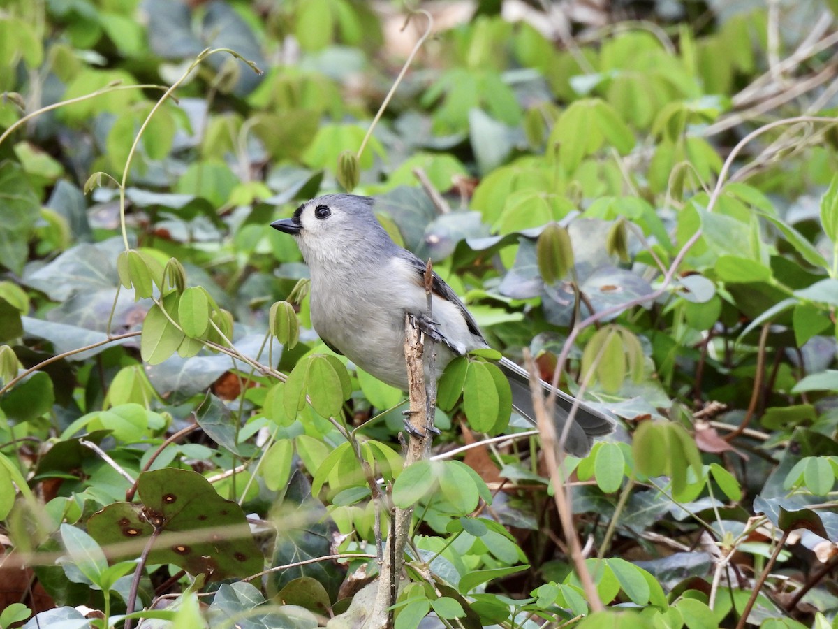 Tufted Titmouse - ML552478271