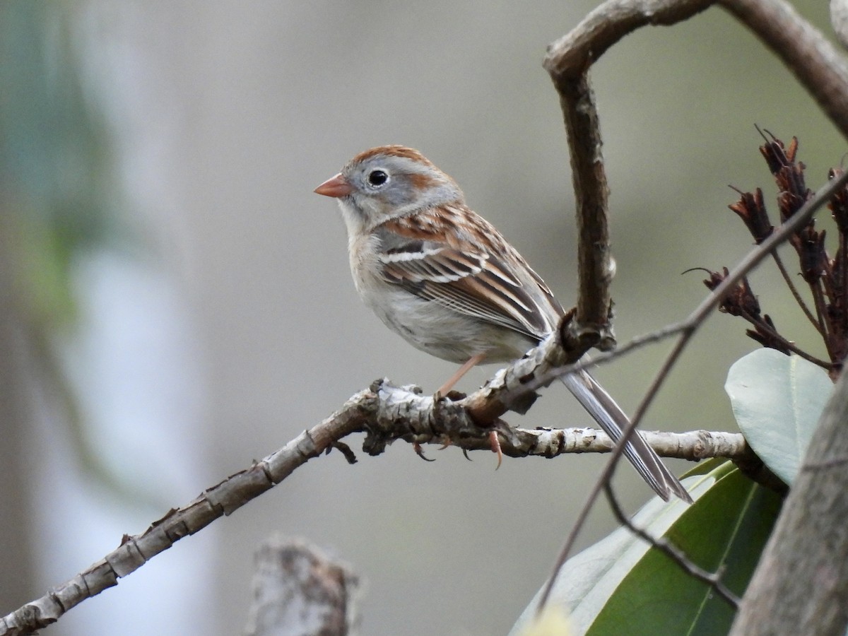 Field Sparrow - ML552478301