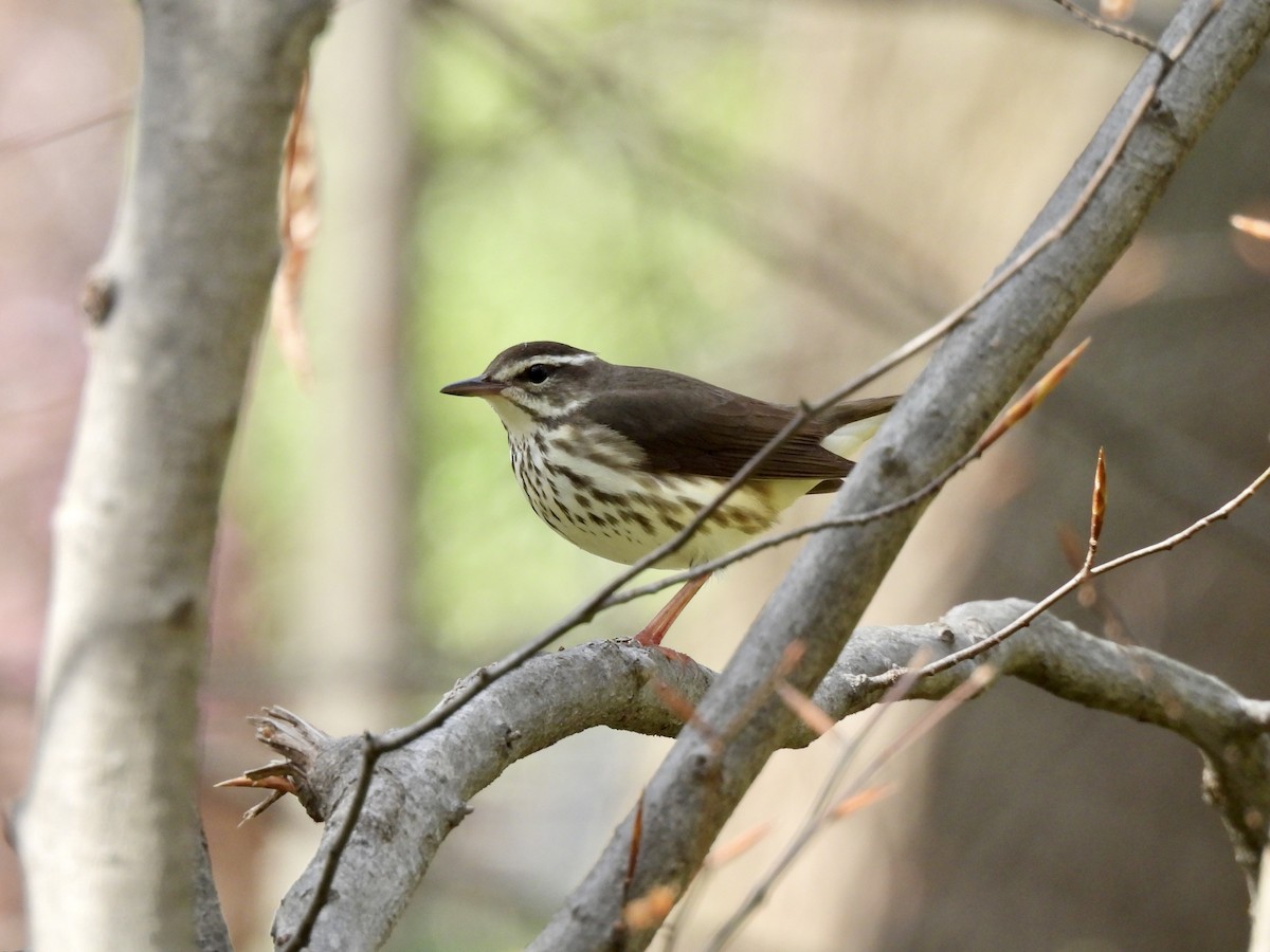 Louisiana Waterthrush - ML552478361