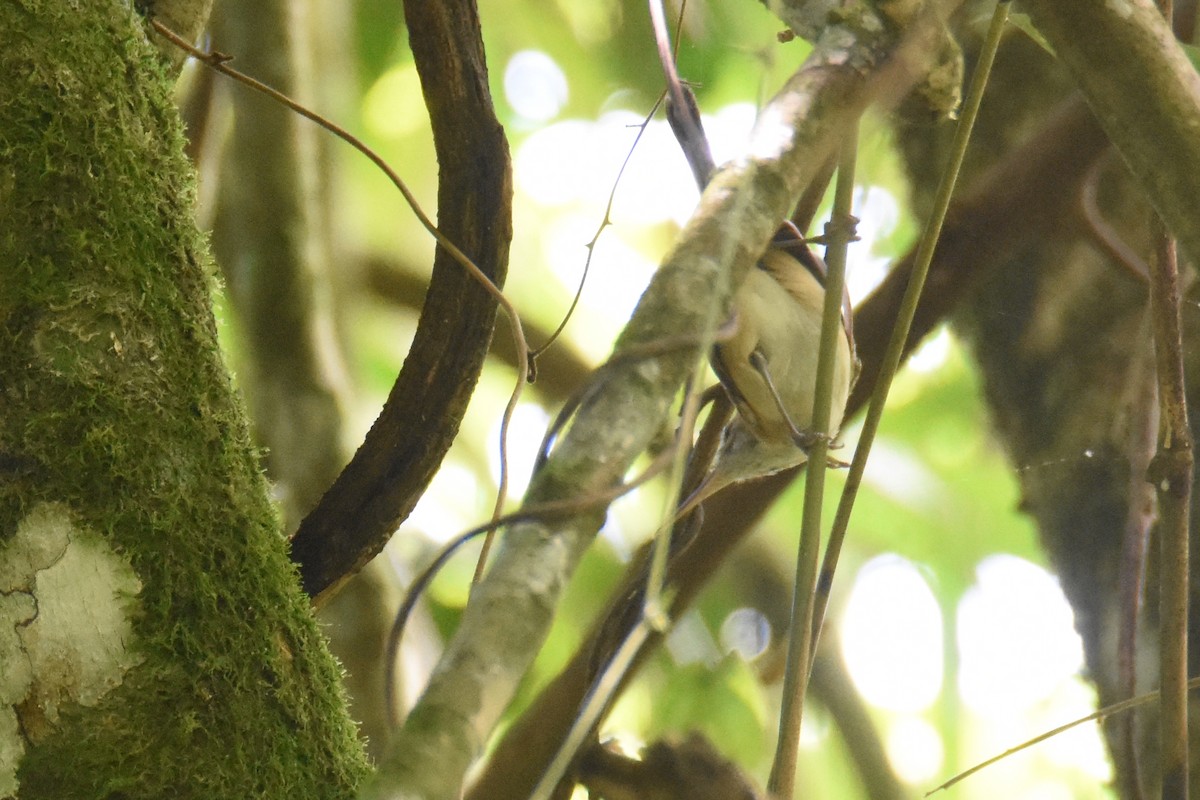 Long-billed Gnatwren (Trilling) - ML552478591