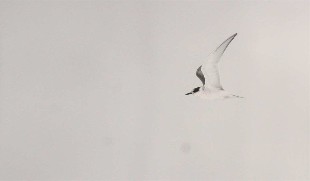 Antarctic Tern - ML552479011