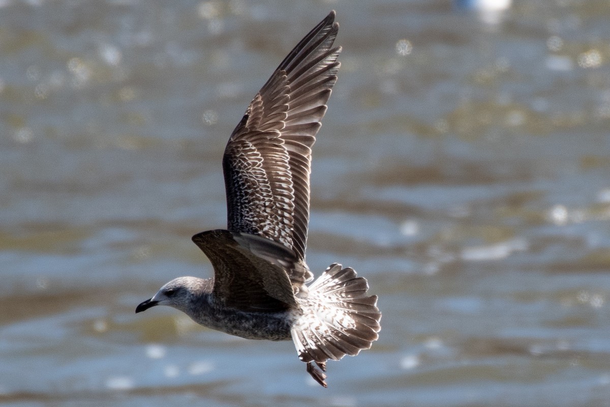 Lesser Black-backed Gull - Bill Tollefson