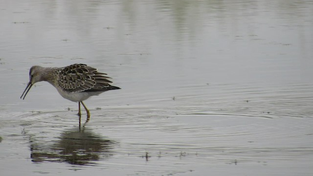 Correlimos Zancolín - ML552481171