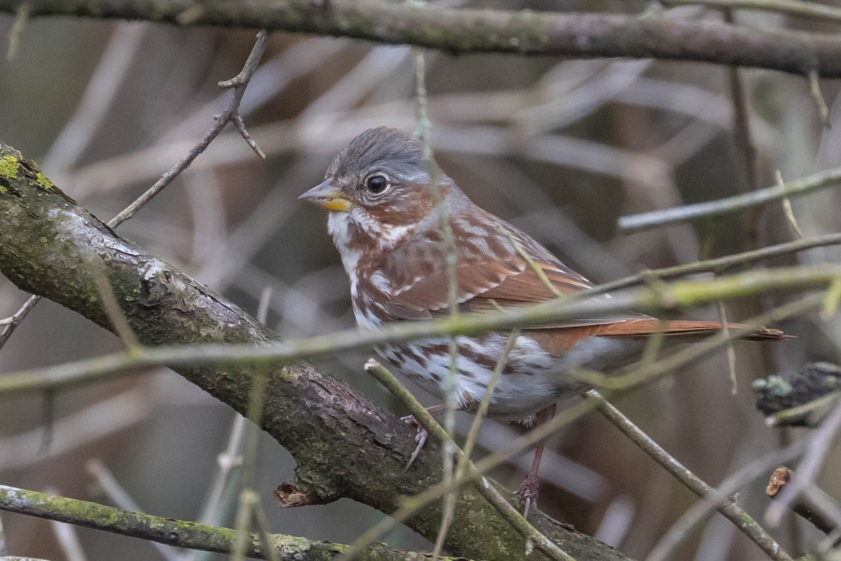 גיבתונית חומת-זנב - ML552481531