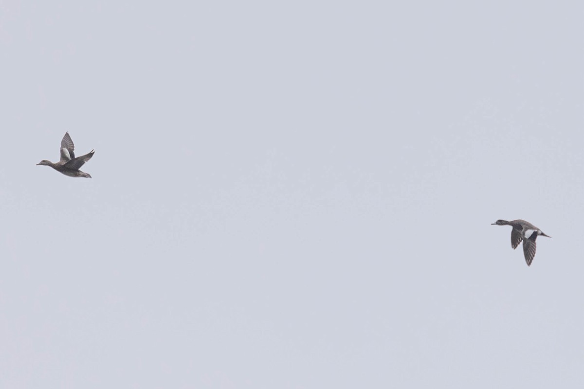 ברווז אמריקני - ML552481671