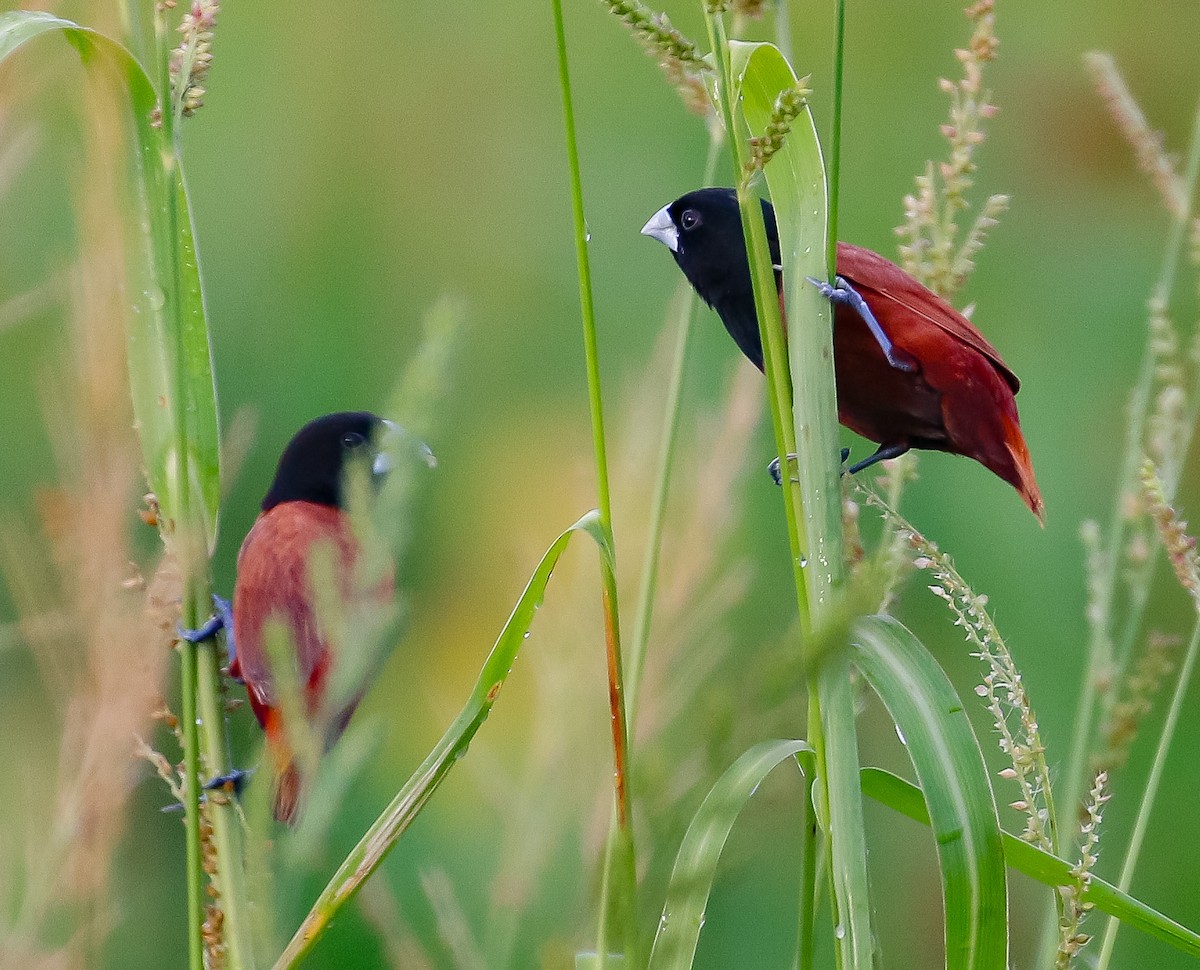 Chestnut Munia - ML552481881