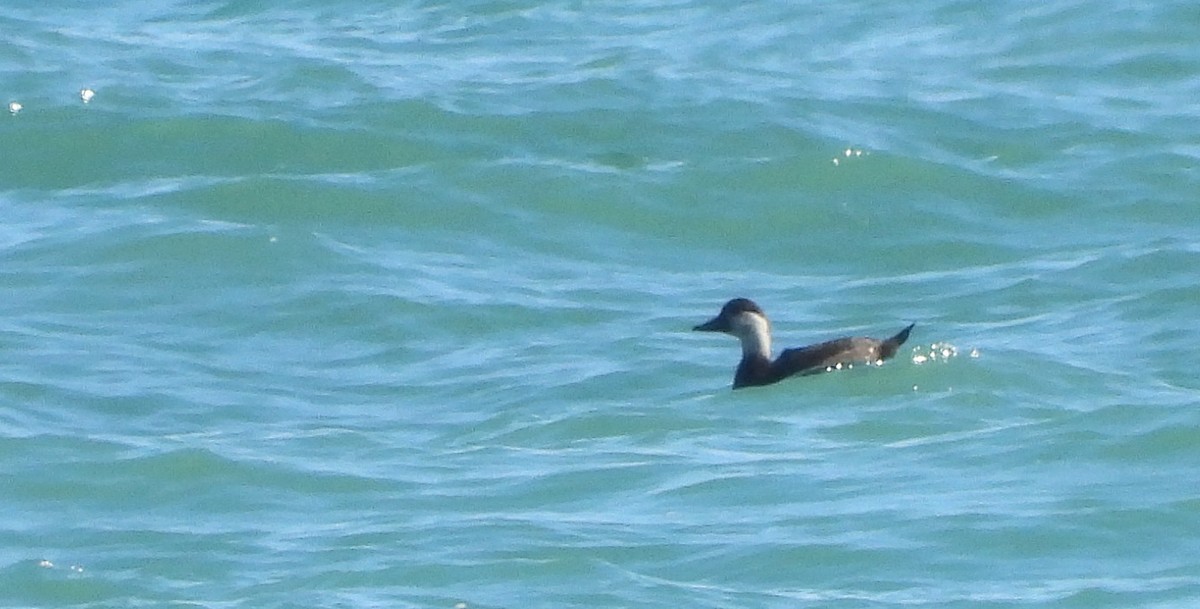 Common Scoter - ML552482151