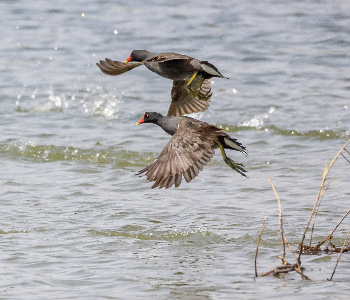 Eurasian Moorhen - ML552482881