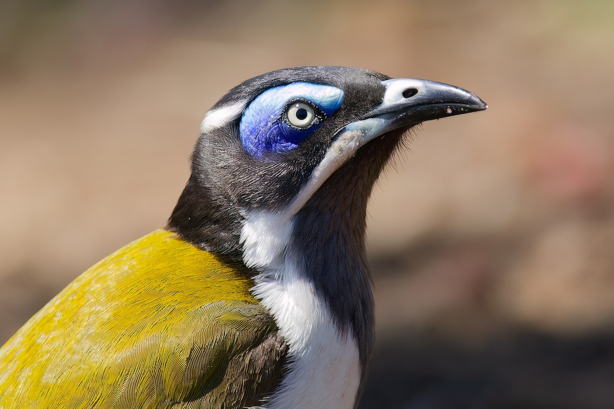 Blue-faced Honeyeater - Graeme Risdon