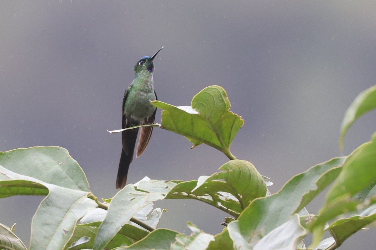 Long-tailed Sylph - William Hull