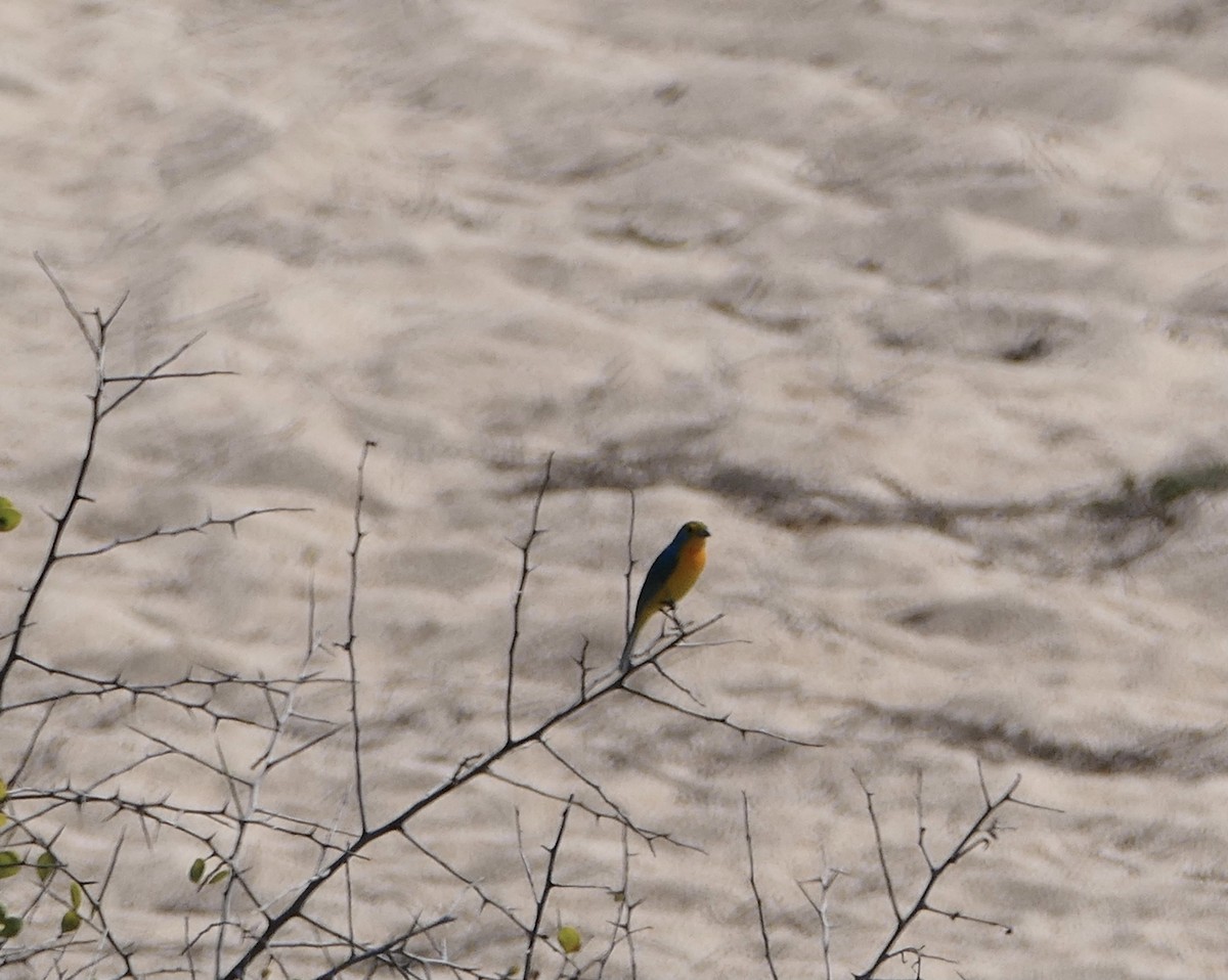 Orange-breasted Bunting - ML552485651