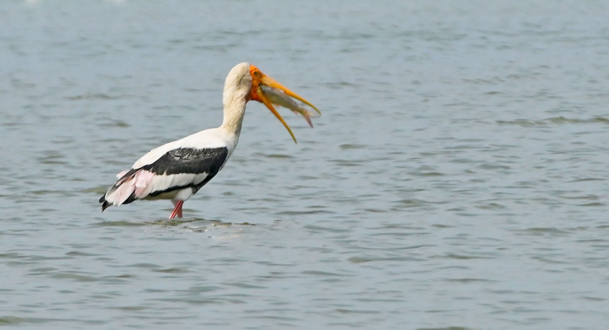 Painted Stork - ML552487711