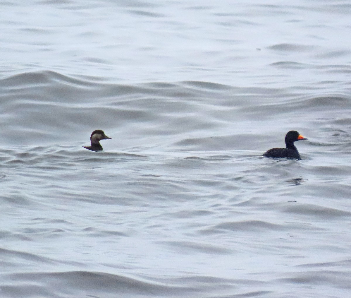 Black Scoter - ML552488021