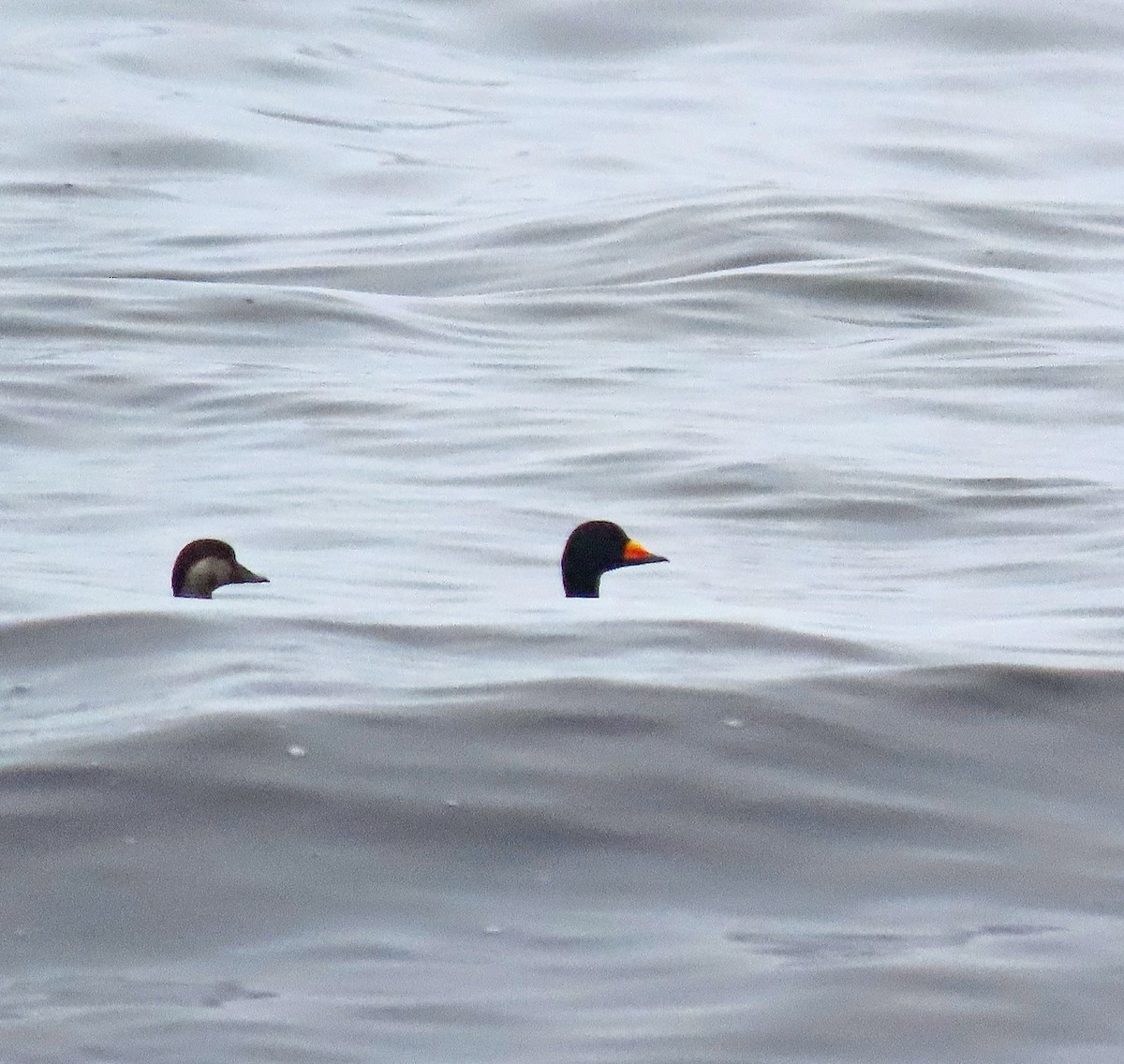 Black Scoter - ML552488031