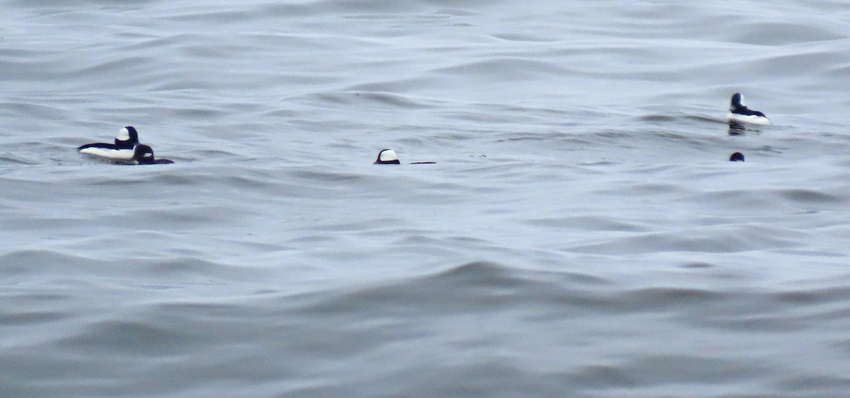 Bufflehead - ML552488061