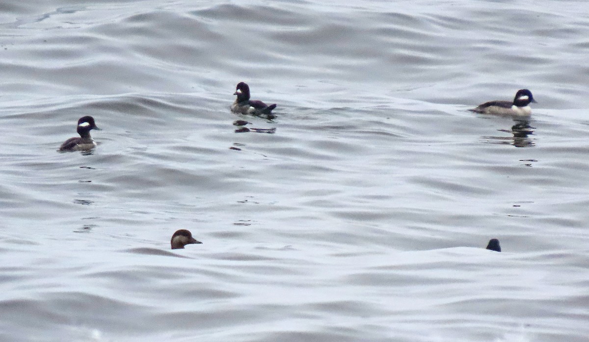 Bufflehead - ML552488071