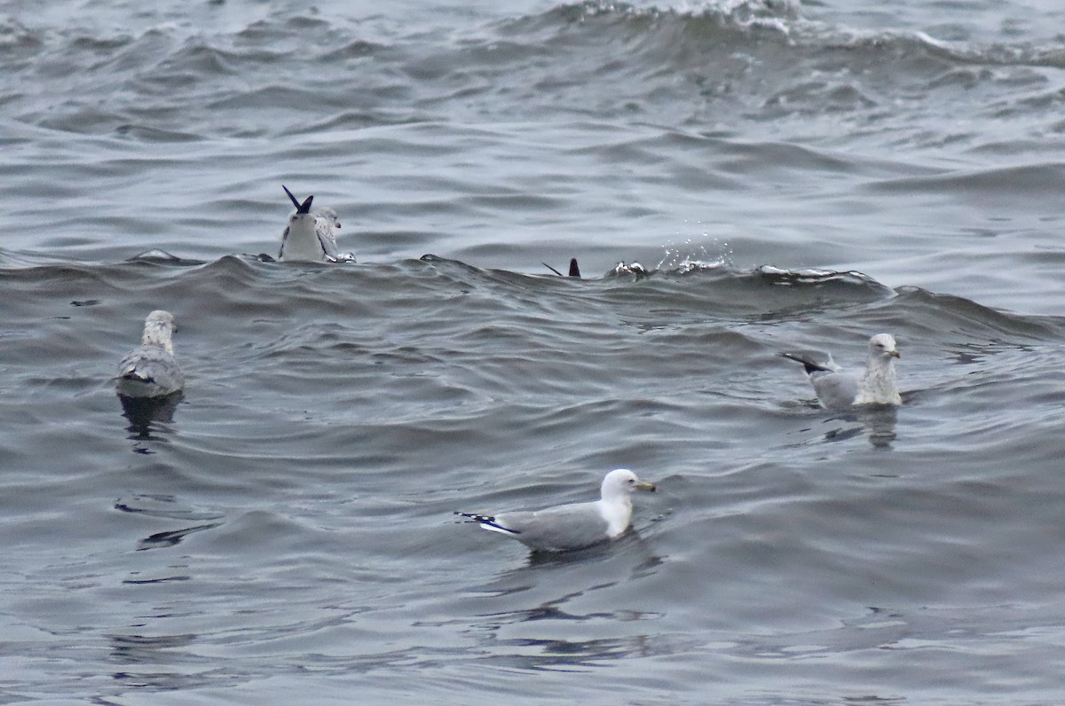 Ring-billed Gull - ML552488151