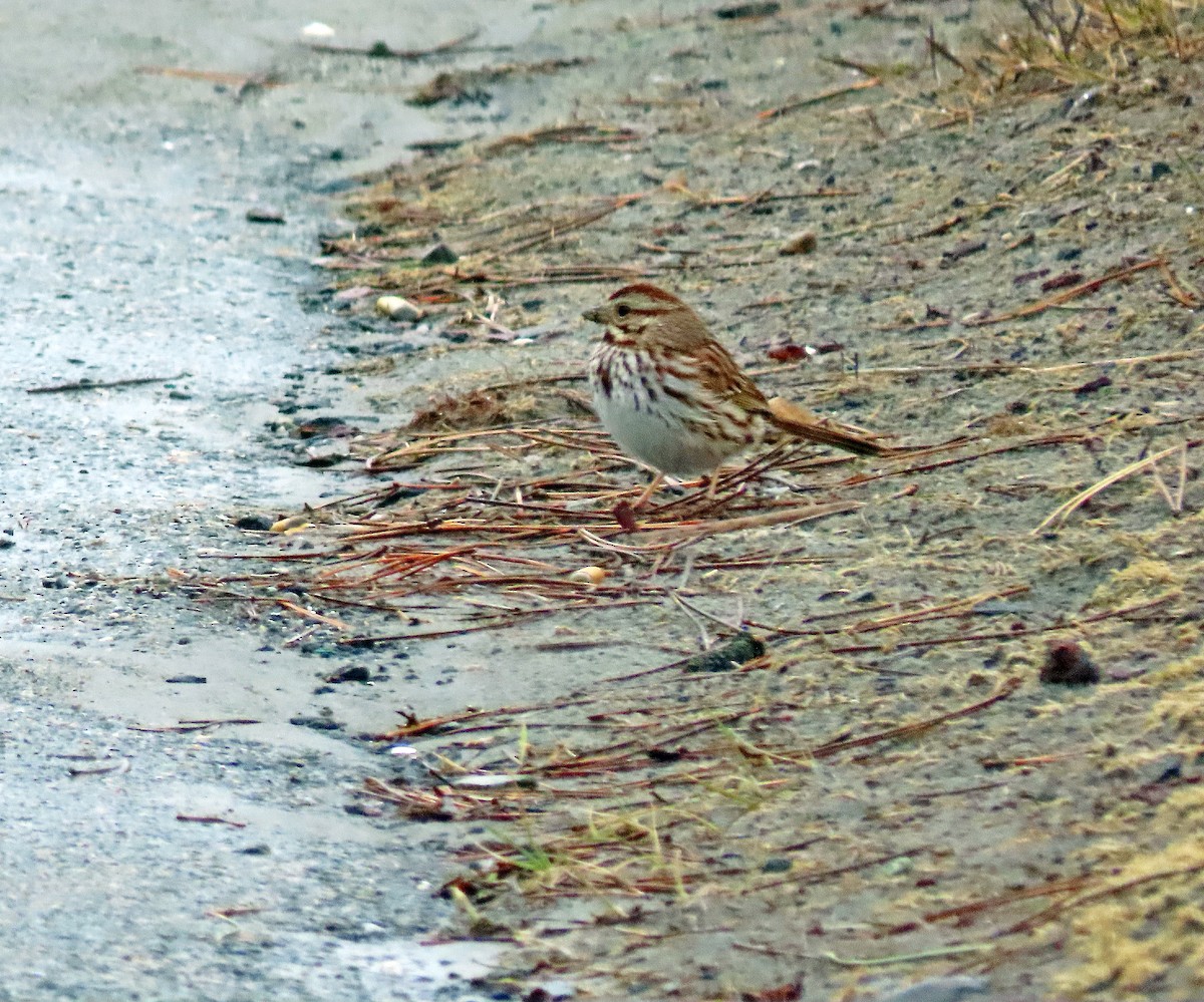 Song Sparrow - ML552488191