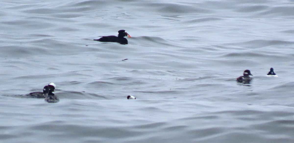 Surf Scoter - ML552488211