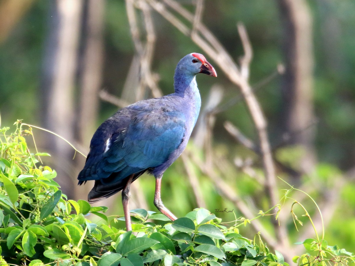 Gray-headed Swamphen - ML552490461