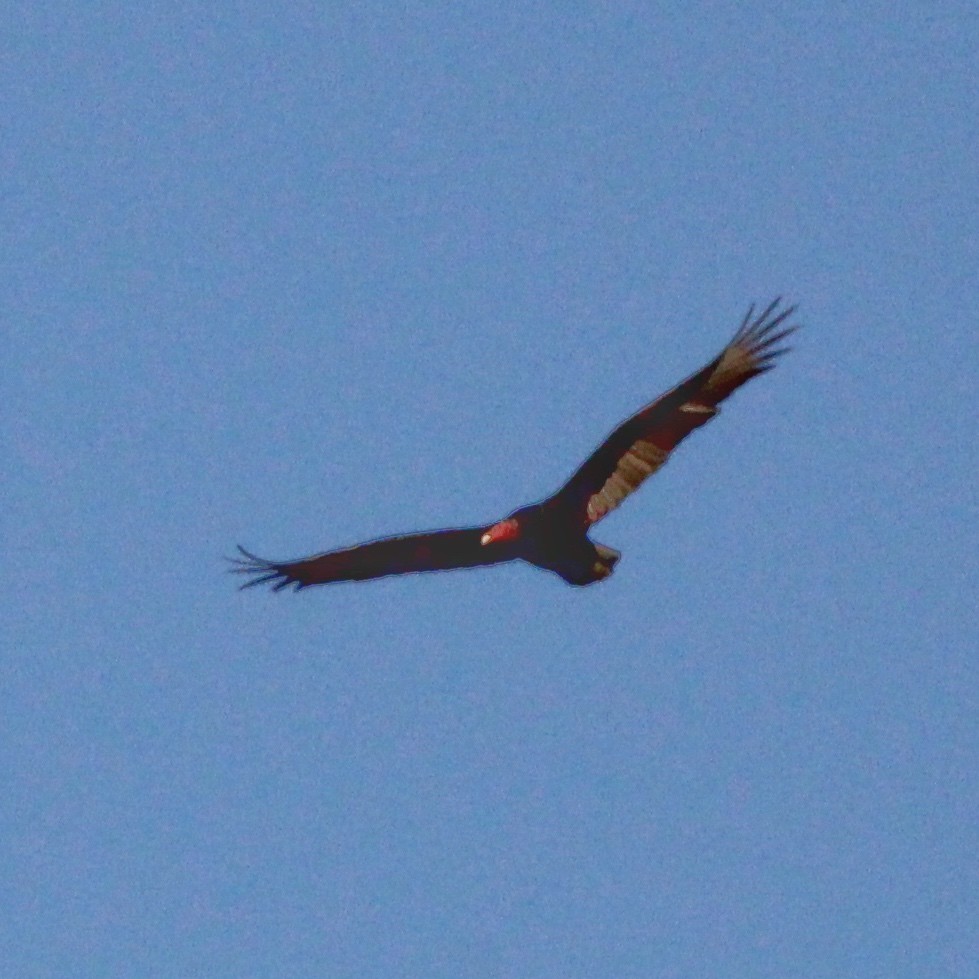 Turkey Vulture - ML552492401