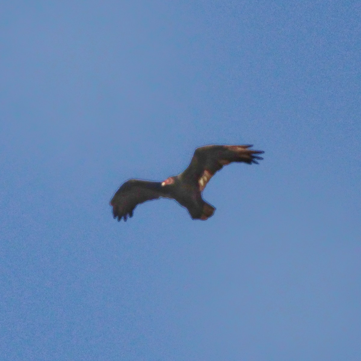 Turkey Vulture - ML552492431