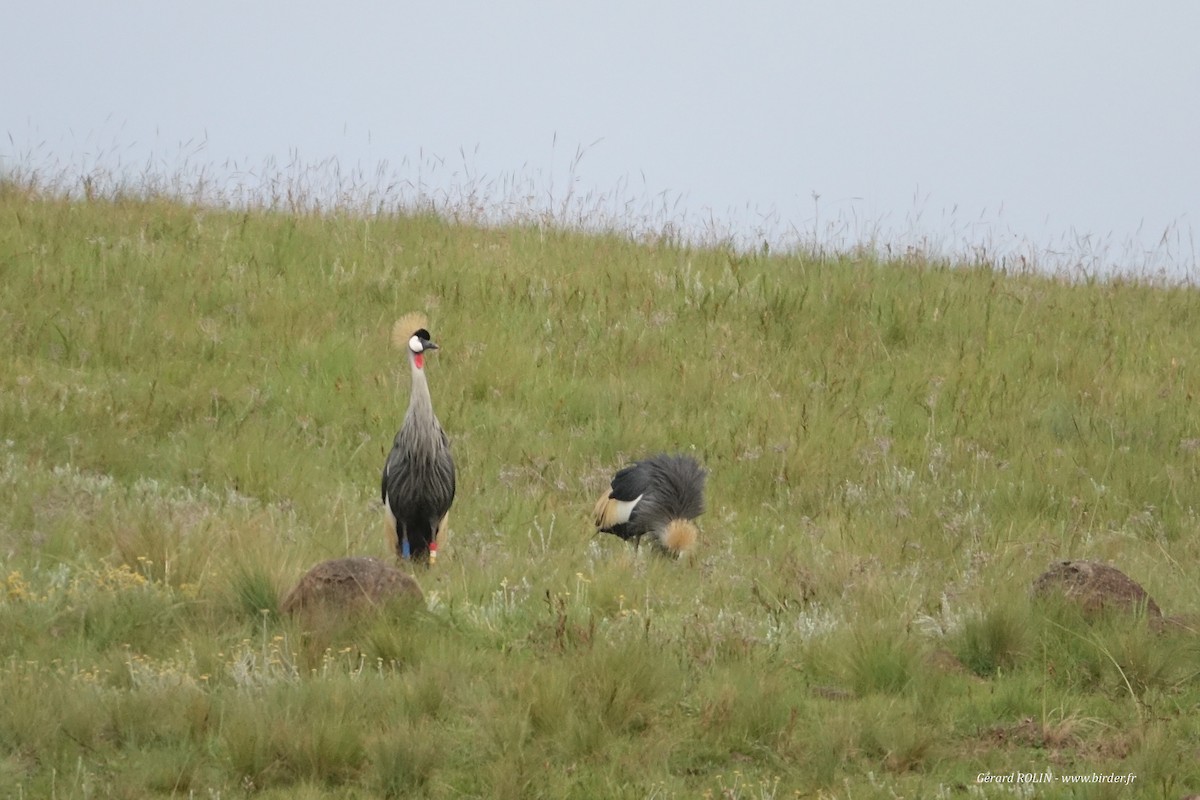 Gray Crowned-Crane - Gérard ROLIN