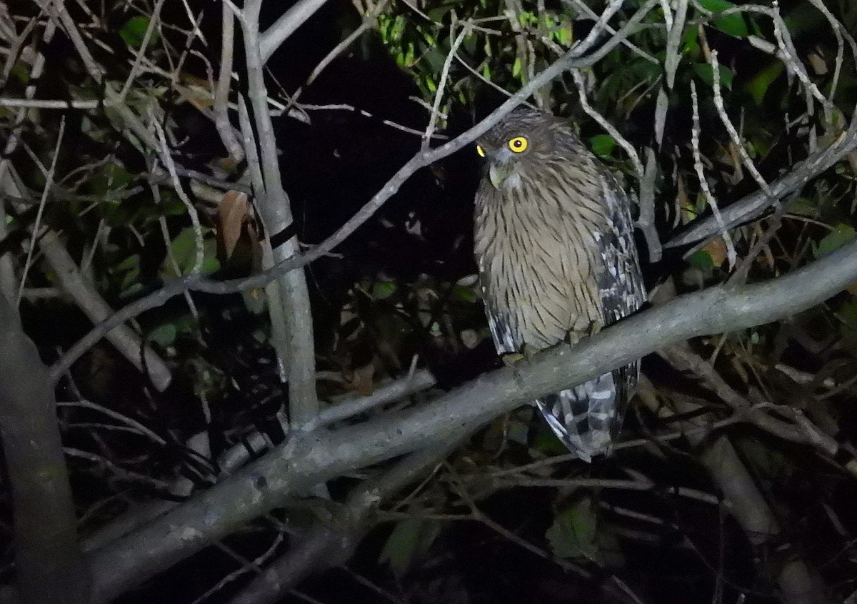 Brown Fish-Owl - ML552492811