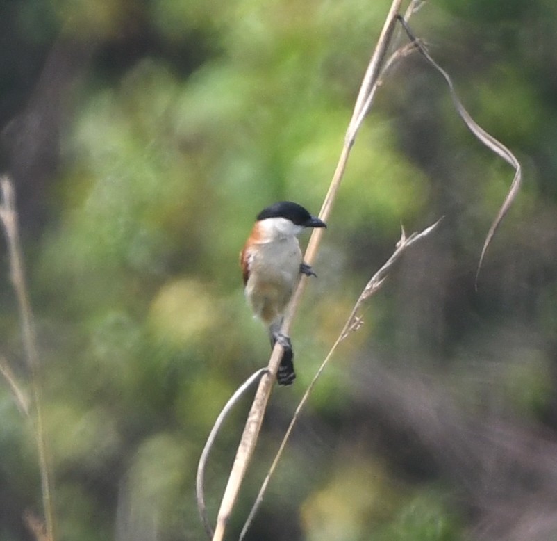 Marsh Tchagra (Anchieta's) - ML552494011